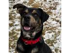 Adopt Butterscotch-Prison Training Program! a Rottweiler