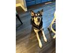 Adopt Loki a Husky, German Shepherd Dog