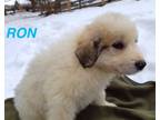Adopt Ron a Great Pyrenees