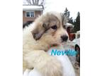 Adopt Neville a Great Pyrenees