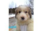 Adopt Lupin a Great Pyrenees