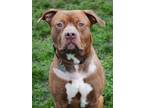 Adopt Beefcake a Mixed Breed