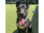 Adopt Ace of Hearts a Mixed Breed
