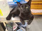 Adopt Genji a Domestic Short Hair