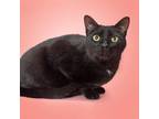 Adopt Wally a Domestic Short Hair