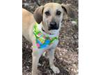 Adopt LUTHER a English Coonhound, Mixed Breed