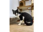 Adopt Hendrix a Domestic Short Hair