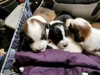 Adopt Pyr Aussie mix puppies a Great Pyrenees