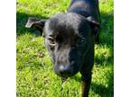 Adopt Mick a Labrador Retriever