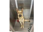 Adopt REGGIE a German Shepherd Dog