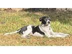 Adopt Skylos a English Pointer