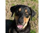 Adopt Dak a Rottweiler, Labrador Retriever