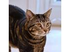 Adopt Leonard a Tabby