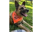 Adopt Orville a Shepherd, Mixed Breed