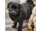 Pug Puppy for sale in Gold Hill, OR, USA