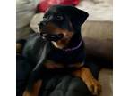 Rottweiler Puppy for sale in Reseda, CA, USA