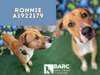 Adopt RONNIE a Labrador Retriever, Mixed Breed