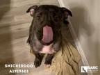 Adopt SNICKERDOO a Staffordshire Bull Terrier, Mixed Breed