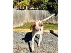 Adopt Clyde a Foxhound