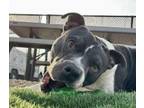 Adopt Bluey a Pit Bull Terrier, Mixed Breed