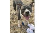 Adopt Bluey a Pit Bull Terrier, Mixed Breed