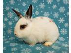 Adopt Cupid a Bunny Rabbit