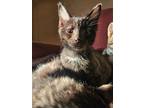 Adopt Baby Smoke and foster mate a Domestic Short Hair