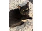 Adopt Rooster a Domestic Short Hair