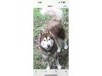 Adopt Atka a Siberian Husky, Alaskan Malamute