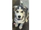 Adopt Tommy a Siberian Husky, Collie
