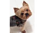 Adopt Diamond a Yorkshire Terrier