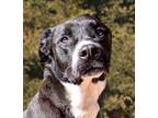 Adopt Mesmerizing Mr Mimo = ROCK STAR Extraordinaire !!! a Black Labrador