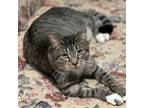 Adopt Alex (Bev-fostered in New England) a Domestic Short Hair, Tabby