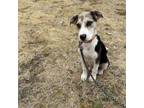 Adopt Tugger a Mountain Cur, Mixed Breed