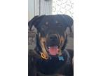 Adopt Max a Rottweiler, German Shepherd Dog