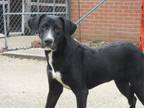 Adopt Trace a Labrador Retriever