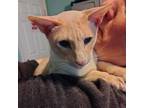 Adopt Saffron 2024 a Oriental Short Hair, Siamese