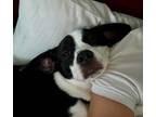 Adopt Willie a Boston Terrier, Beagle