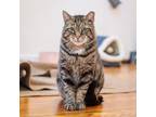 Adopt Lord Sweet Cheeks a Tabby