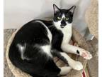 Adopt Giggles a Domestic Short Hair