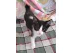 Adopt Wizzer a Manx, Domestic Short Hair