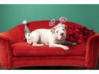 Adopt Powder a American Staffordshire Terrier, Pit Bull Terrier