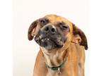 Adopt Buster a Catahoula Leopard Dog, Boxer