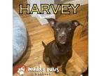Adopt Harvey a Mixed Breed, Terrier