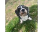 Adopt Lewy a Shih Tzu, Lhasa Apso