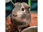 Adopt Ash a Guinea Pig