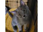 Adopt Gremlin a Russian Blue