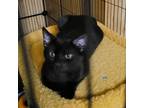 Adopt NINJA a Domestic Short Hair