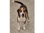 Adopt Arlo a Beagle, Jack Russell Terrier