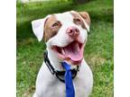 Adopt Samson a American Staffordshire Terrier